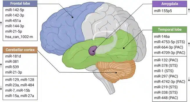 تحليل وظائف الدماغ
